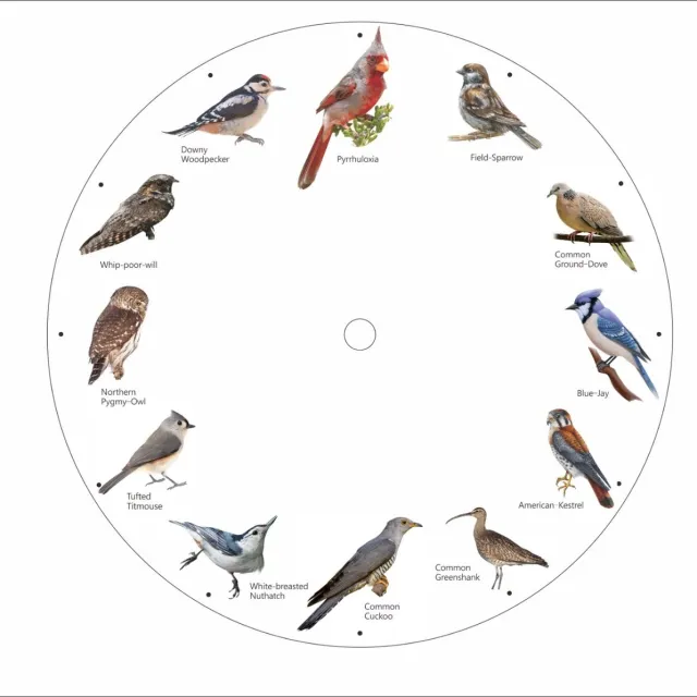 MESA LIVING Wandklok met vogelgeluiden - Birdsong klok – wandklok met vogel geluid – vogelmelodie clock – de klok voor iedere vogelliefhebber Wit